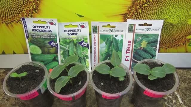 Самый худший огурец этого года! БЕЗДЕТНАЯ "КРОКОЗЯБА". Испытания продолжаются.