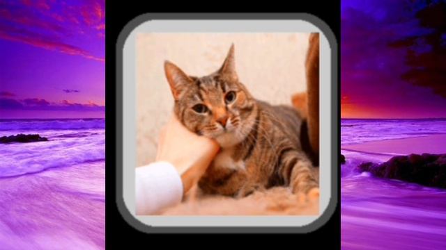 АСМР Мурчание и звуки Кошек #8 / Звуки для расслабления, сна и релаксации/ дыхание кошек и звук