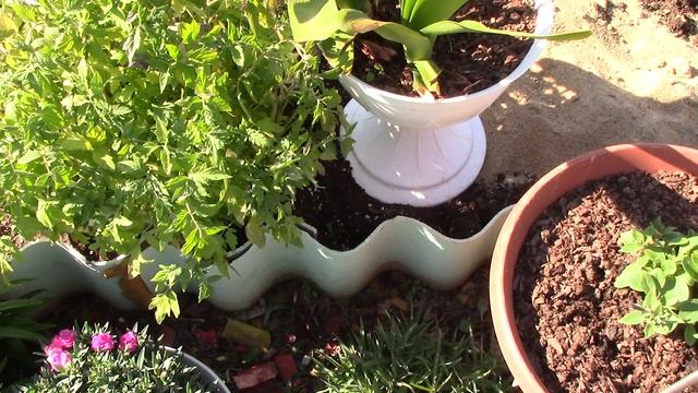 01.05.2025 г. Волгоград. Вегетативная ампельная гвоздика. Уход, агротехника, подкормка.