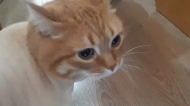 Подстригли кота