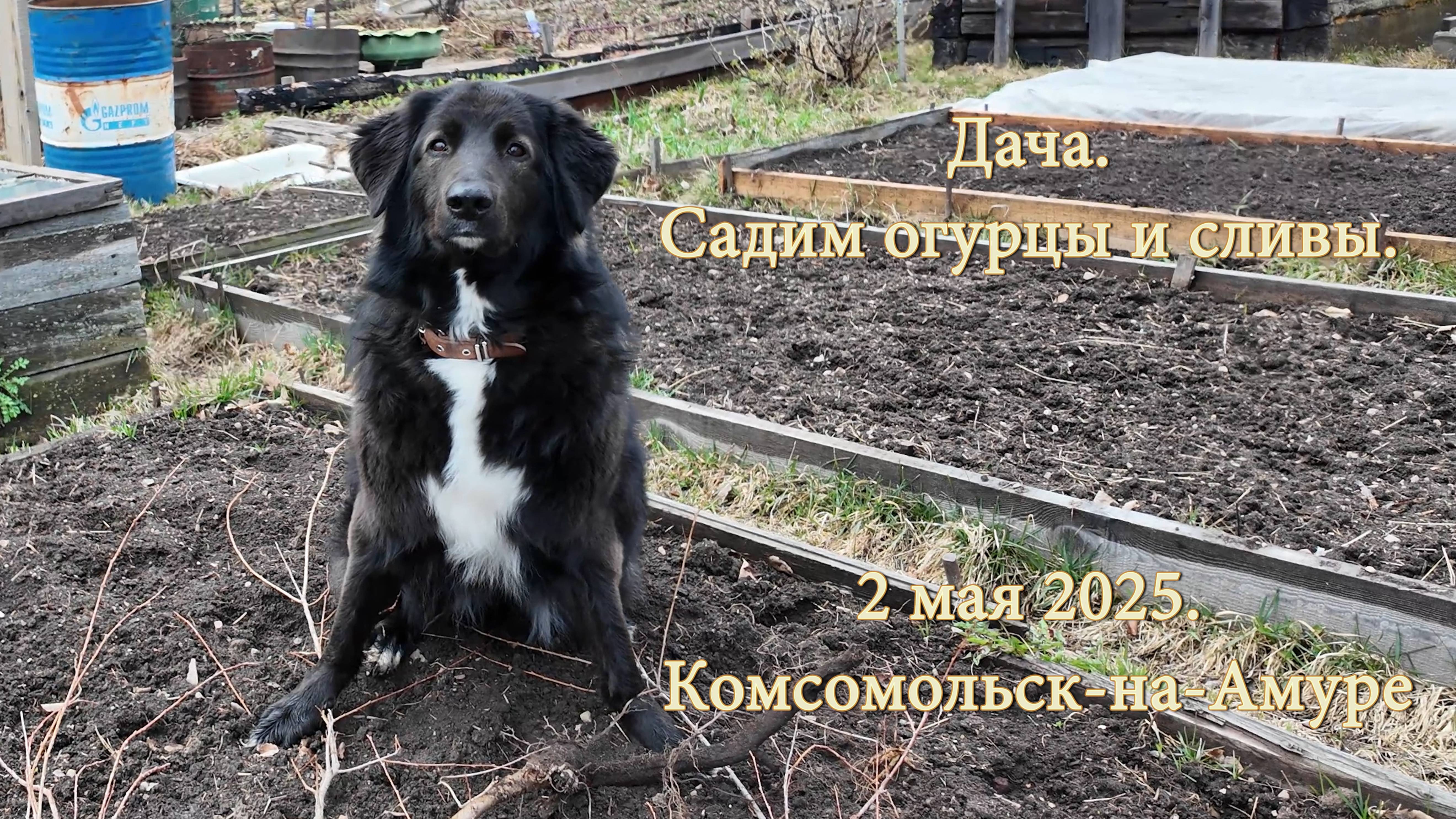 Дача. Садим огурцы и сливы. 2 мая 2025. Комсомольск-на-Амуре