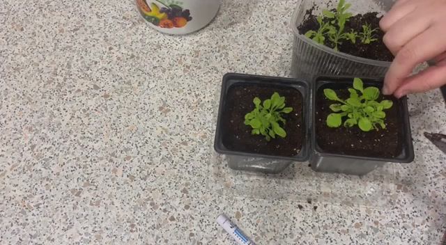 Пикировка. Петуния