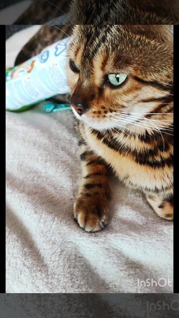 Джессика с зелеными глазами