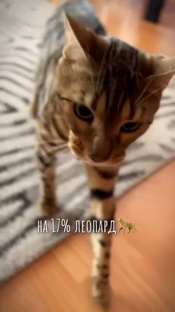 Расшифровка ДНК котов! Умора)))