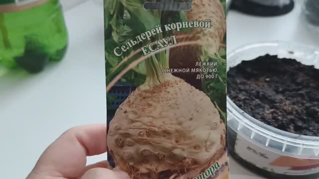 Как посеять сельдерей_