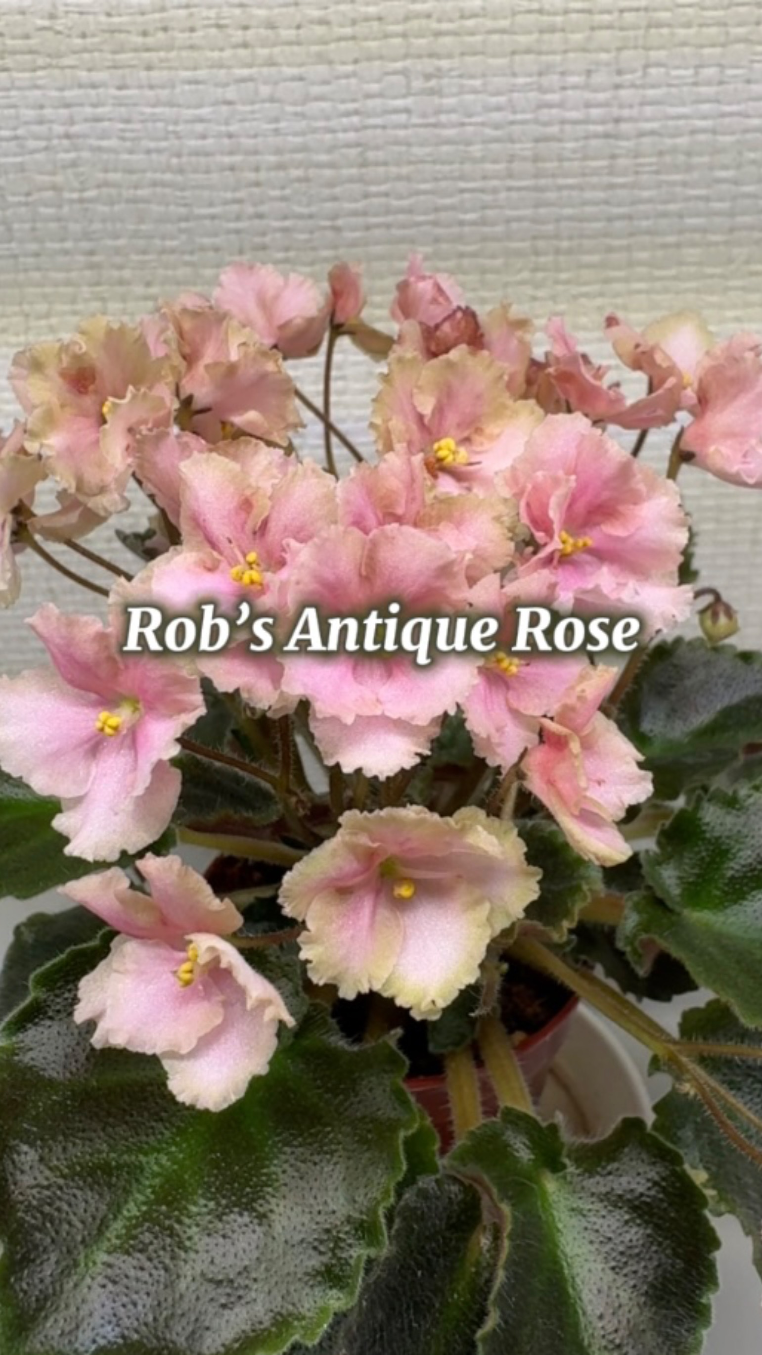 Rob’s Antique Rose, полумини