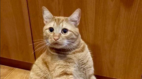 Когда Рыжик не ел пару часов