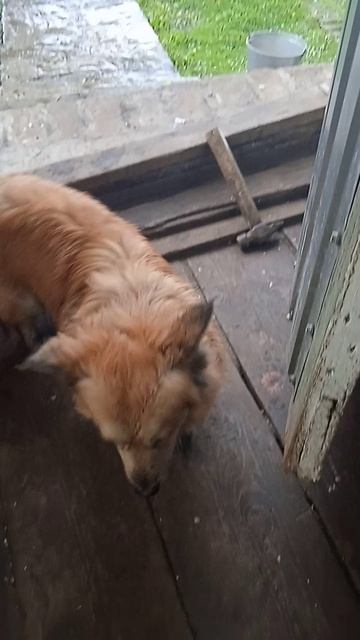 1.5.25г.  ЖУЛЕЧКА Смотрит как Идёт ГРАД!!!