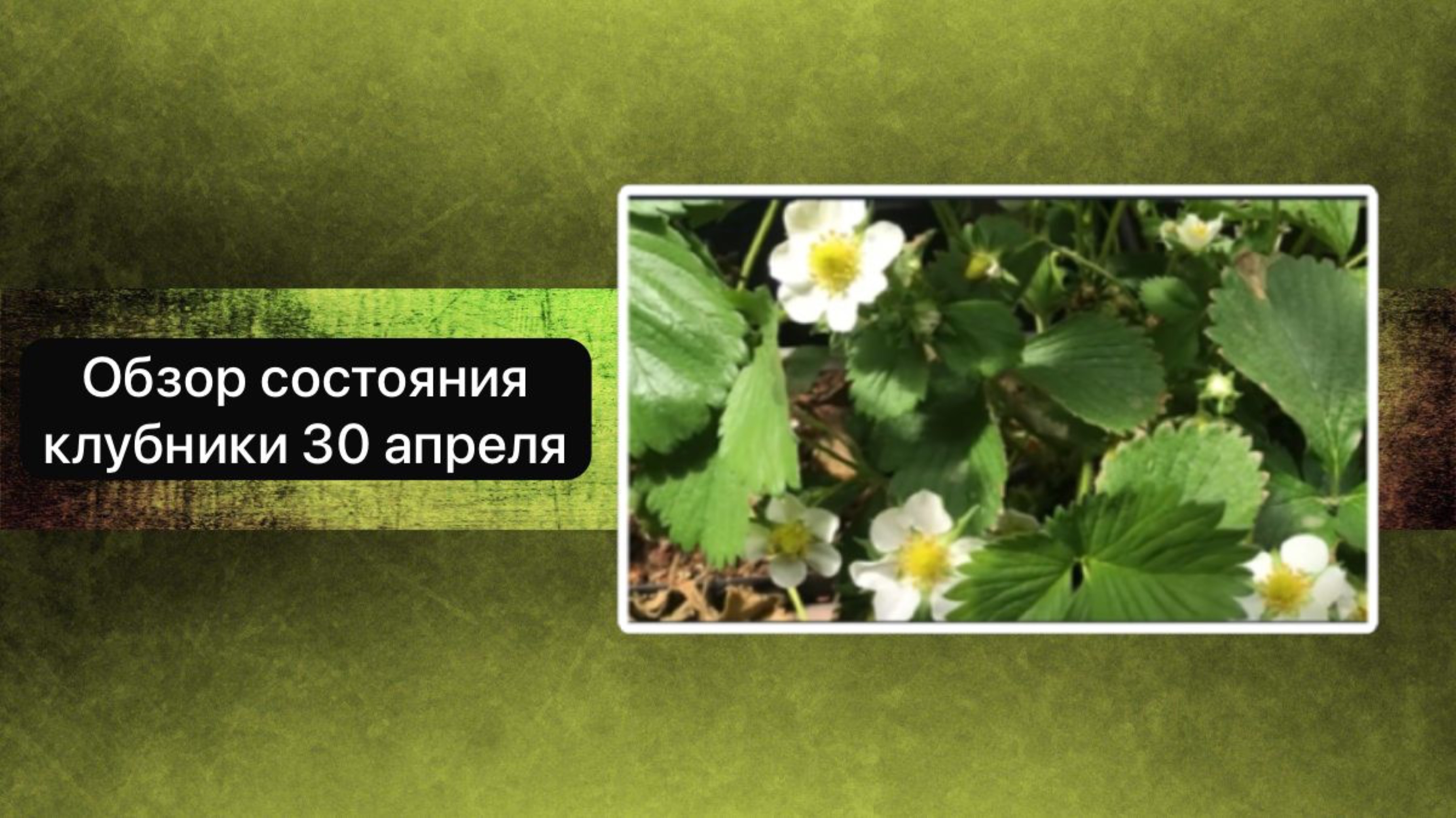 Обзор состояния клубники 30 апреля.