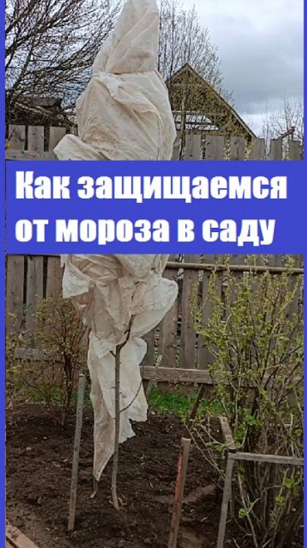 Молодые ГРУШИ И ЯБЛОНИ УКУТЫВАЮ ОТ МОРОЗА - показываю!