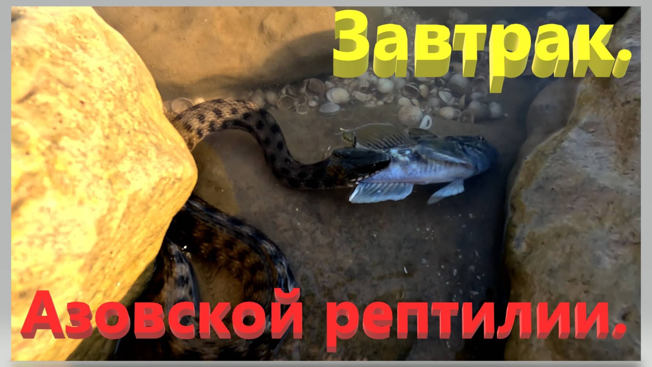 Завтрак Азовской рептилии. Азовское море. Ейск.