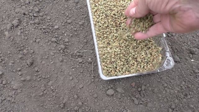 Посев свеклы