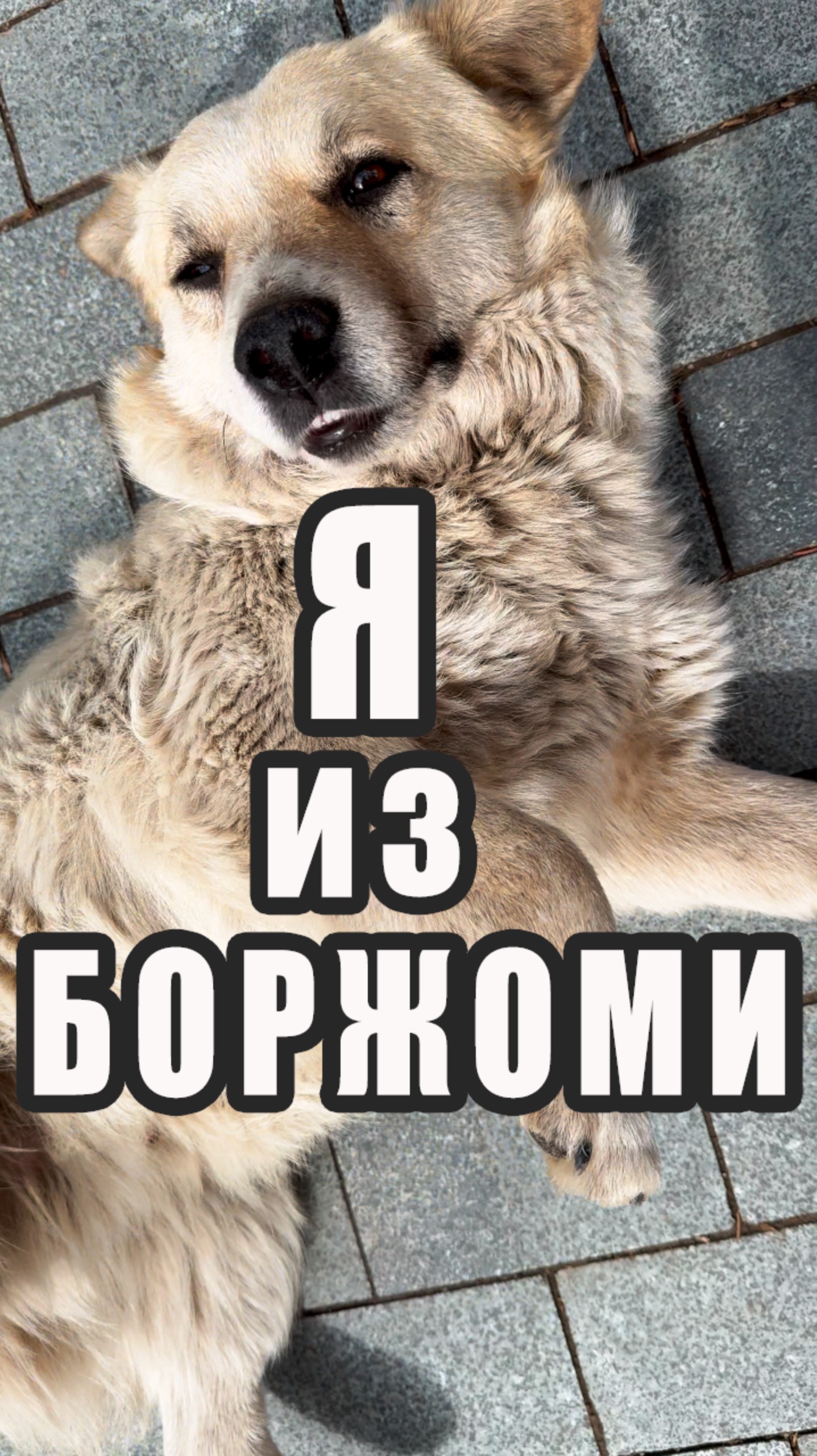 Собака из Боржоми 🐕 #грузия
