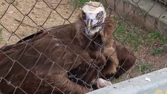 Ростовский зоопарк. Пернатые