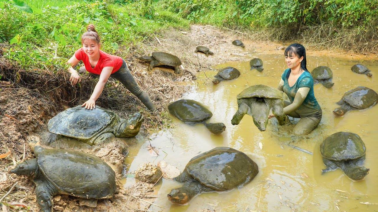 Работящая Ли Тиу Тоан, из Вьетнама. Улов мидий в грязном пруду, продаже на сельском рынке.