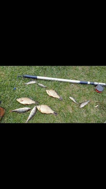 Боковой кивок на мормышку🎣 Наживка навозный червь🪱