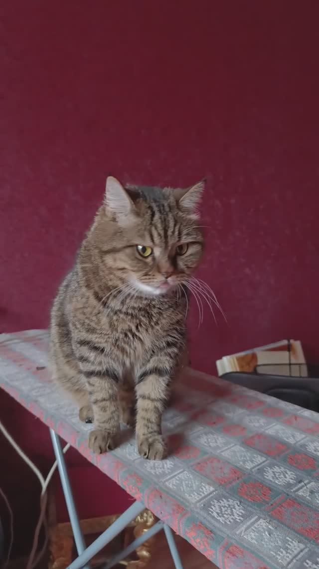 Барсёну не заставишь спину гнуть