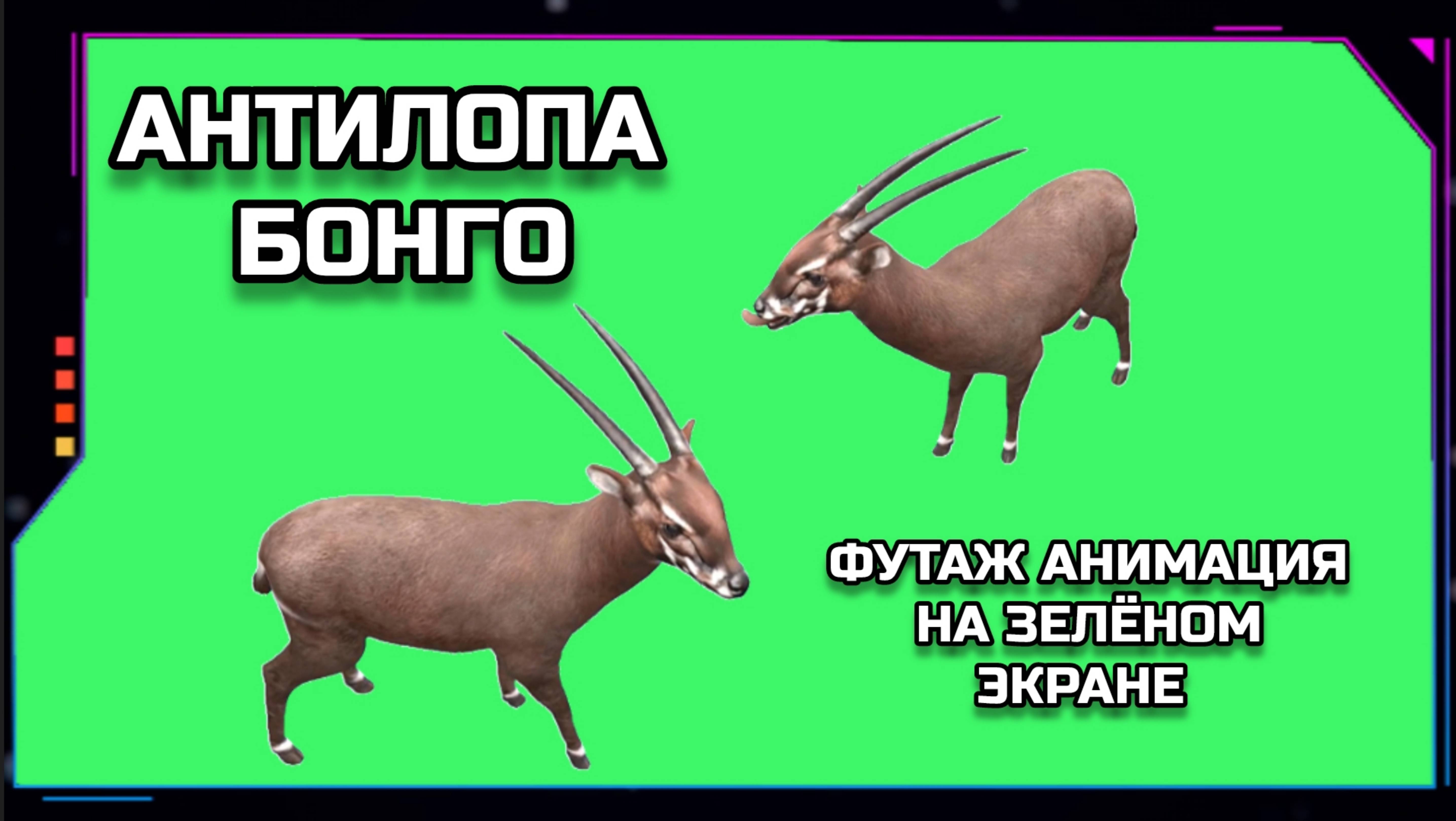 АНТИЛОПА БОНГО видео GREEN SCREEN футаж. ХРОМАКЕЙ АНИМАЦИЯ на зелёном экране.