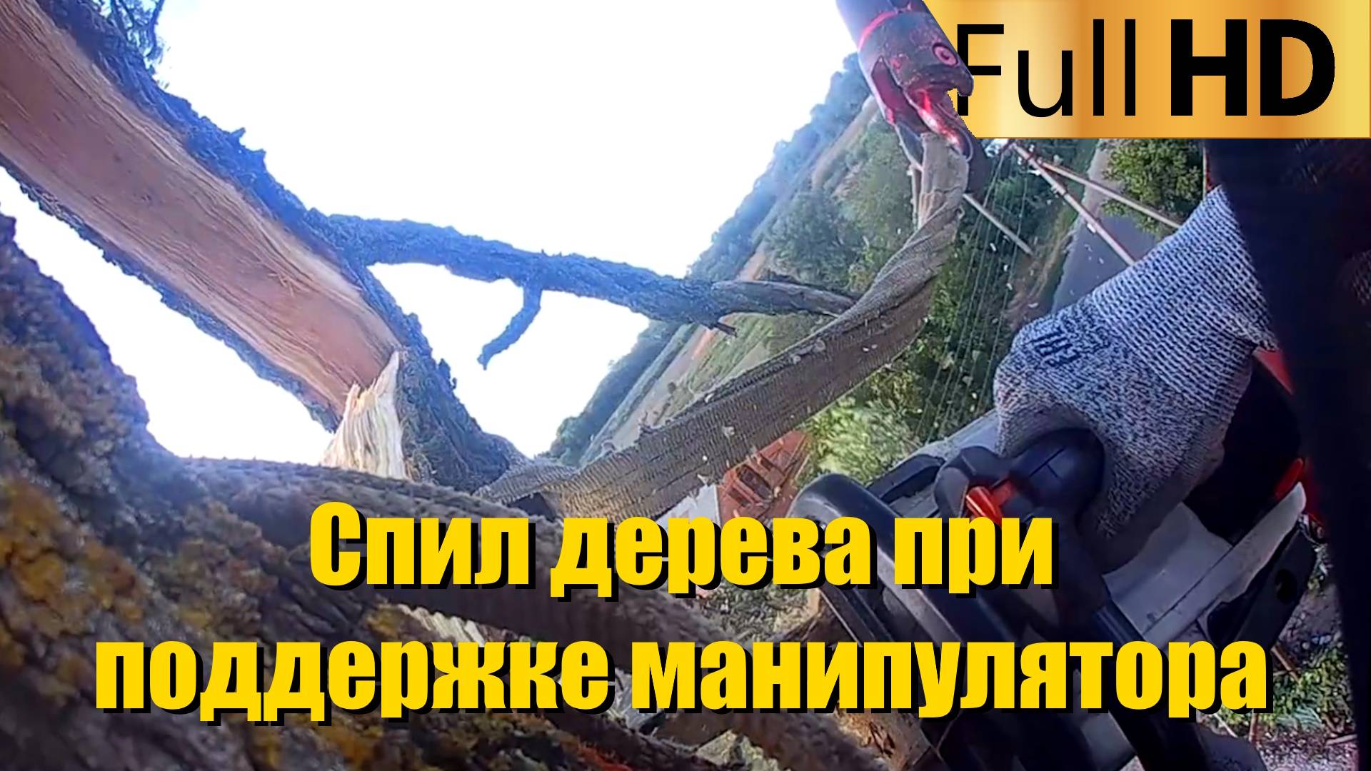 Спил большого дерева при поддержке манипулятора