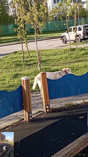 Солнечная улыбка