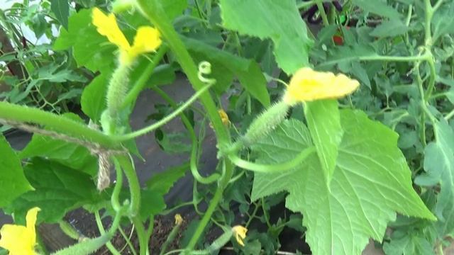 Как формировать огурец в теплице? Удалять пасынки или нет?