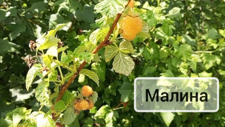 Как прижилась малина, посаженная осенью