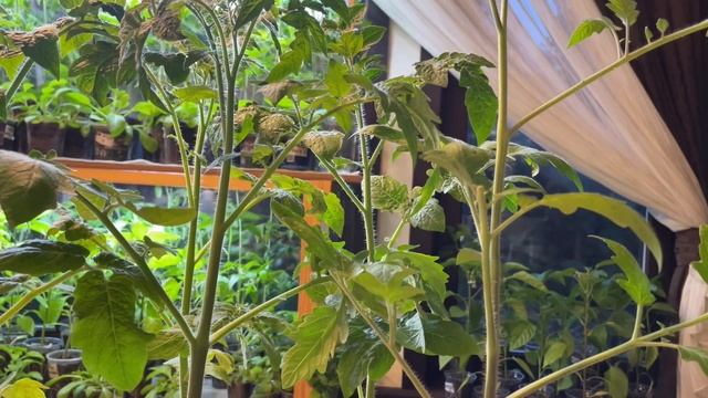 Что сделать, чтобы рассада не вытягивалась!