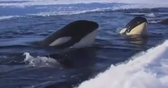 ... Косатка - Что мы знаем про неё....