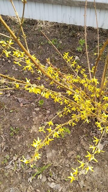 Цветет форзиция в Сибири