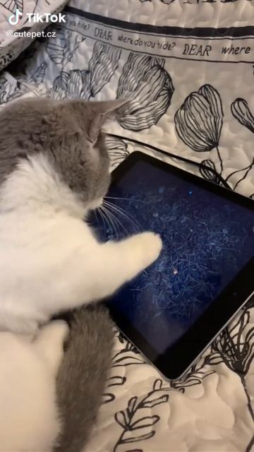 Сборка 5 Кошки игроманы