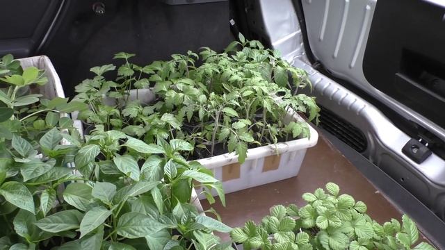 Перевожу рассаду на участок в маленький парничок