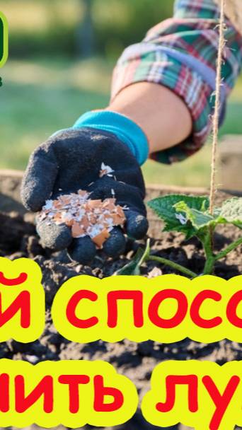 СДЕЛАЙТЕ ТАК ПРИ ПОСАДКЕ ОГУРЦОВ! ЧТО ПОЛОЖИТЬ В ЛУНКУ ПРИ ПОСАДКЕ ОГУРЦОВ. Огурцы без подкормок.