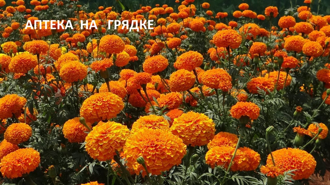 Бархатцы- аптека на грядке.