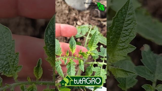 САМАЯ ПЕРВАЯ и ГЛАВНАЯ ПОДКОРМКА РАССАДЫ после высадки: рецепт раствора, сроки и дозы.