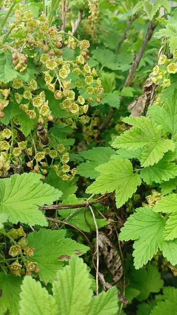 Рано утром на прогулке