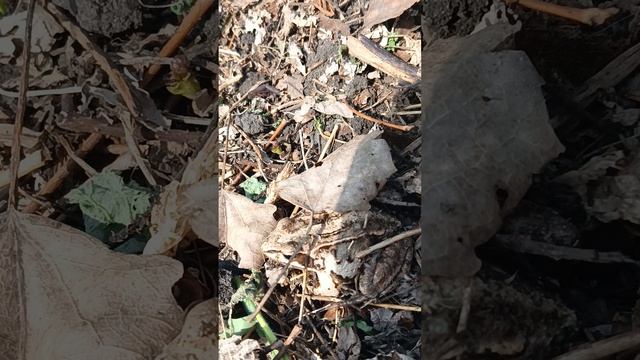 🐸 солнечный день