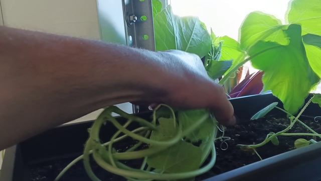 Рассада Растёт