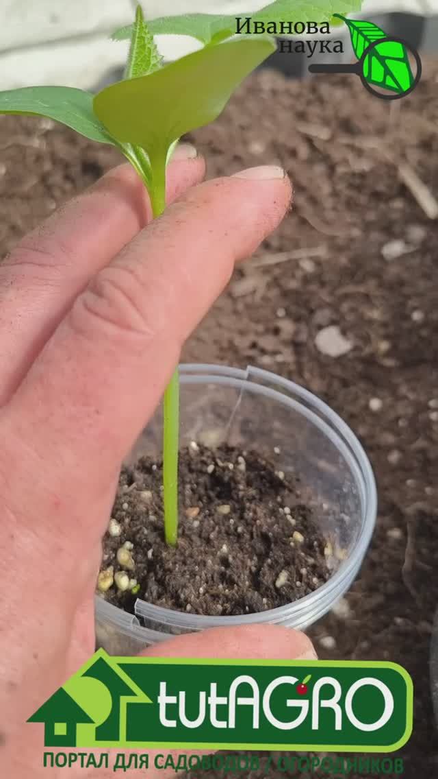 Как высаживать рассаду огурца. Заглубление рассады огурца, дыни, арбуза, кабачка, тыквы.