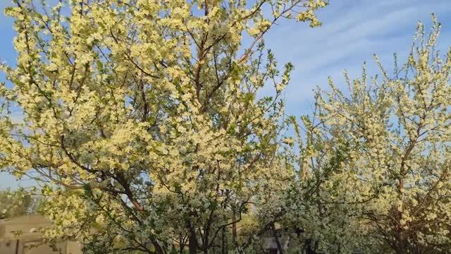 Вести с огорода, сада и птичника!  \\4 мая