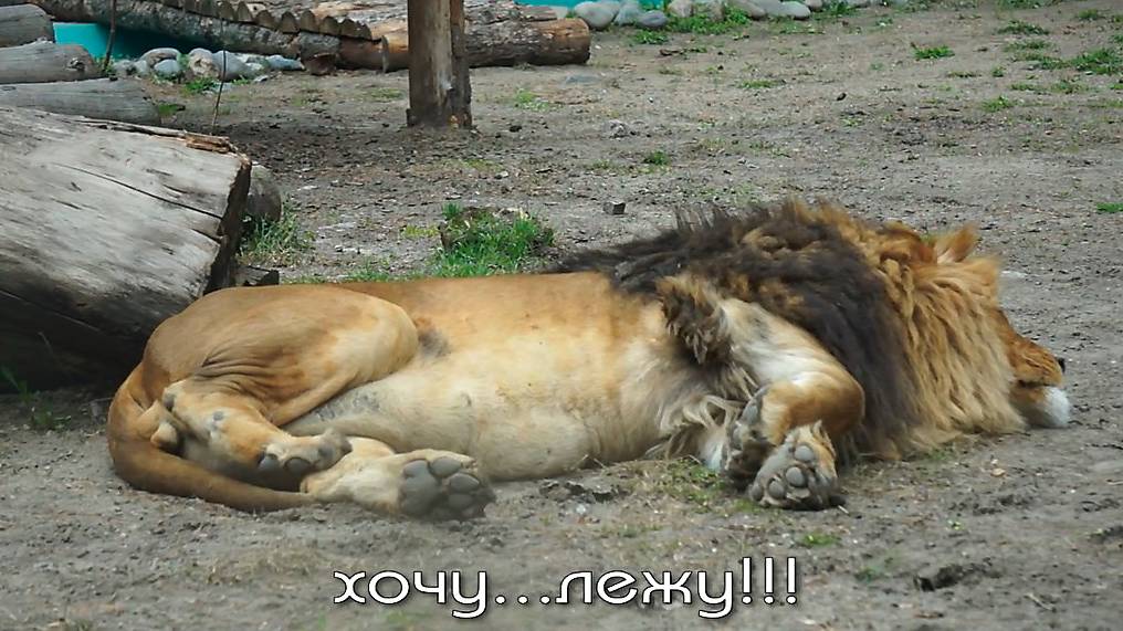 Львиные разборки в паре! Только Найти может расслабиться. Когда львица не дает Ричарду полежать.