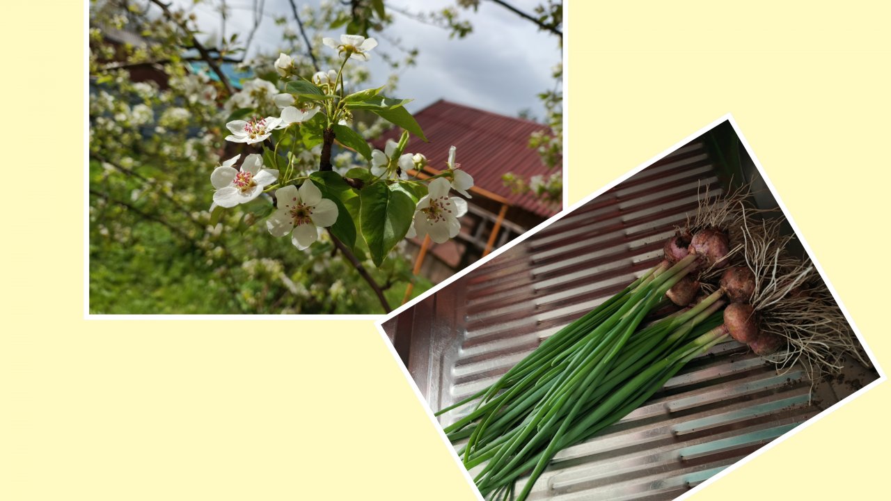 06-05-2025.Холод, но хоть что то радует.Гортензия то же досталось.