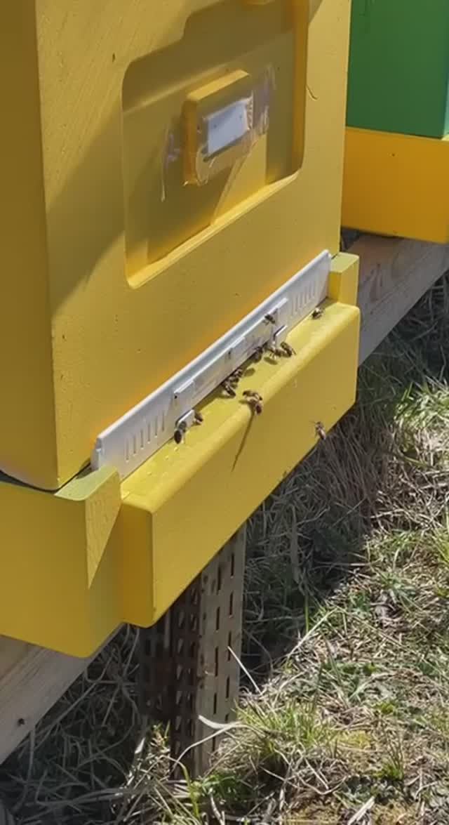 Наша пасека//пчелки труженицы.