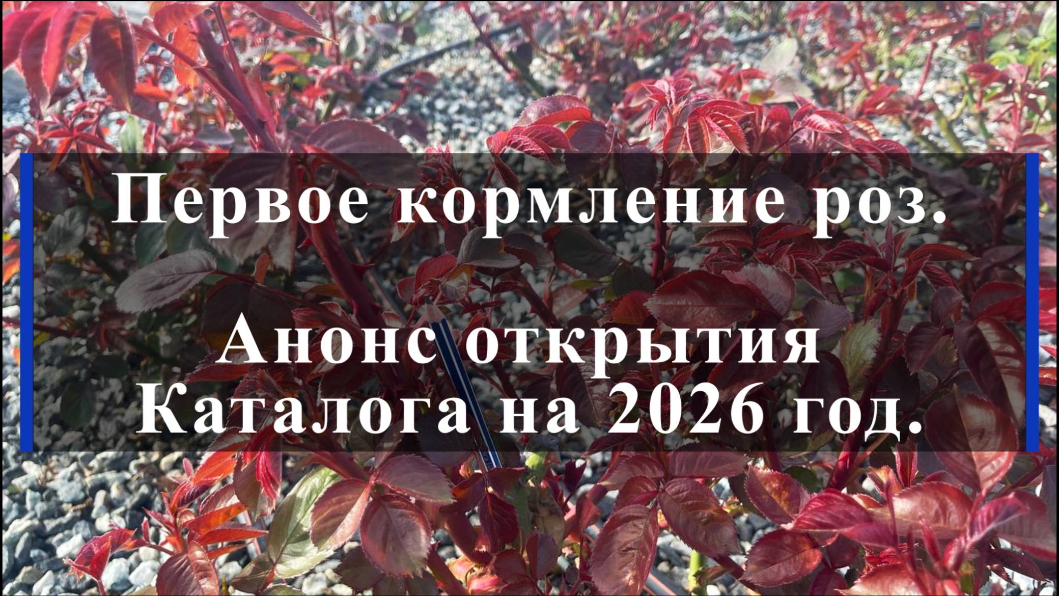 Первое кормление роз. Анонс открытия Каталога на 2026 год.