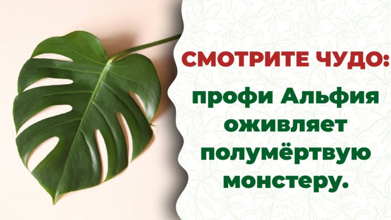 Новая жизнь, с биозащитой. Как привести подмерзшую монстеру в чувство?
