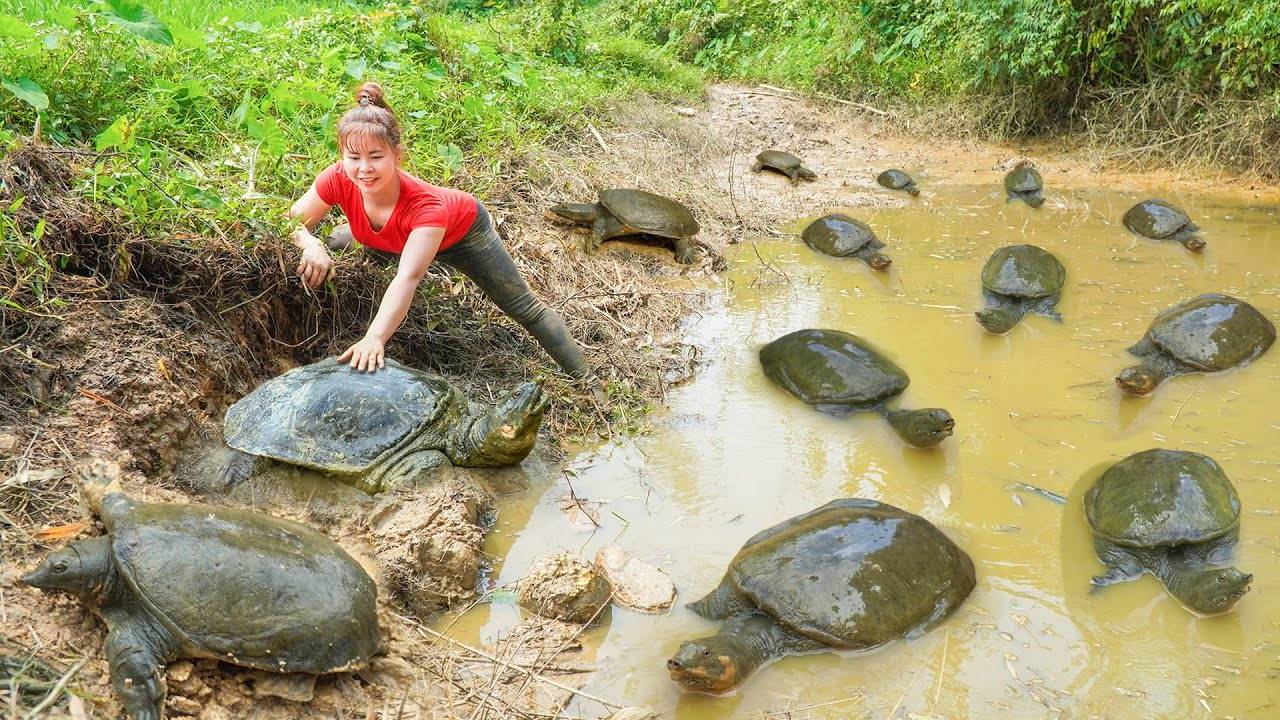 Сбор большого количества черепах, в пруду для продажи на деревенском рынке — Ли Тиу Тоан, Вьетнам.