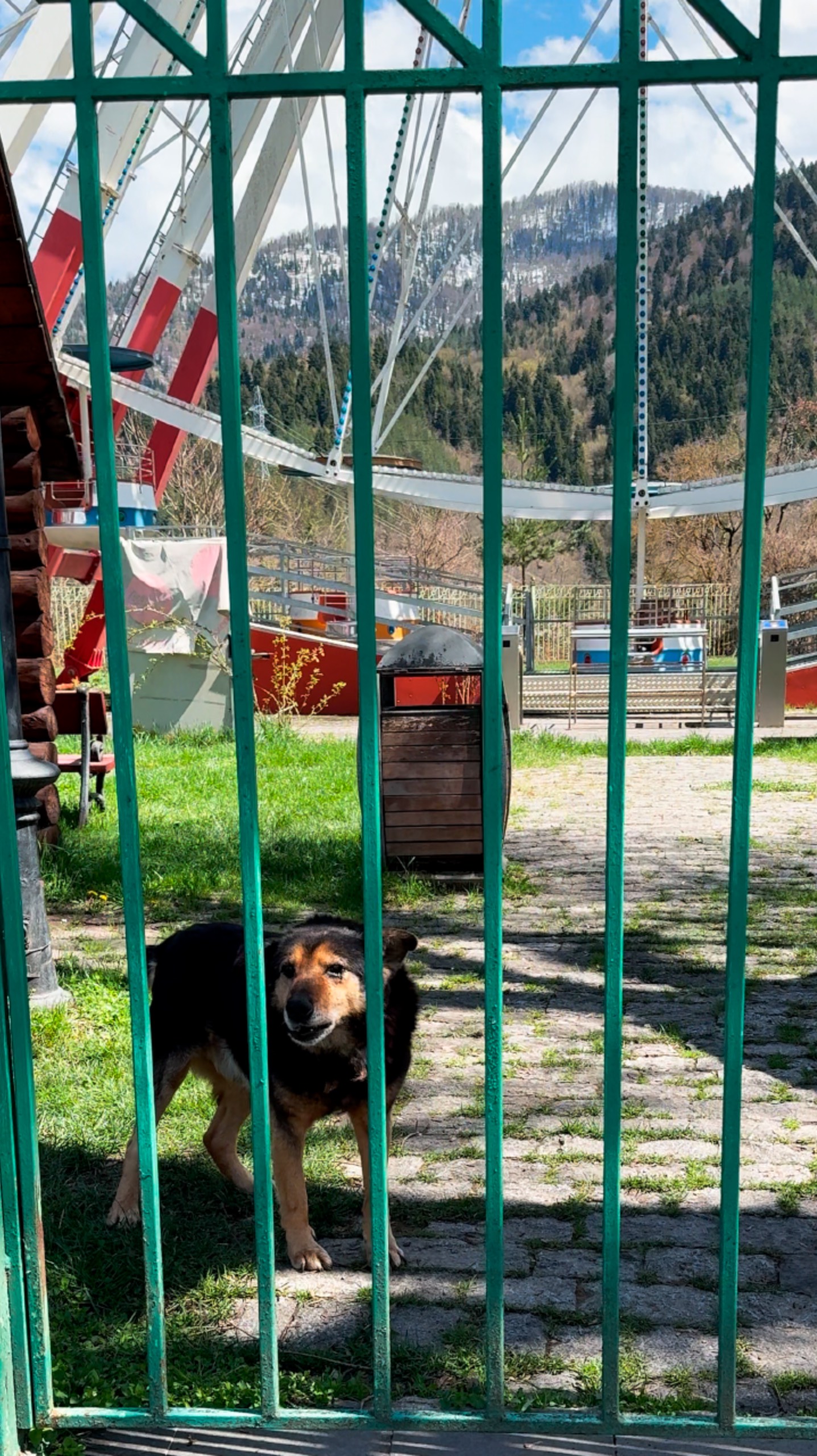 Собака охраняет колесо обозрения #боржоми