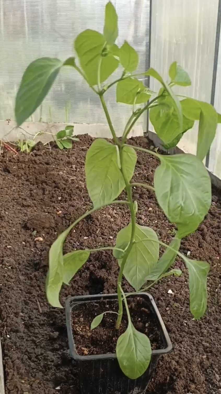 Как пересадить перец из рассады в теплицу