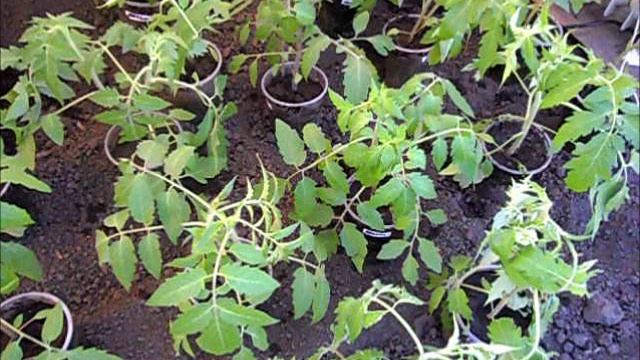 Рассаду ставлю в парник