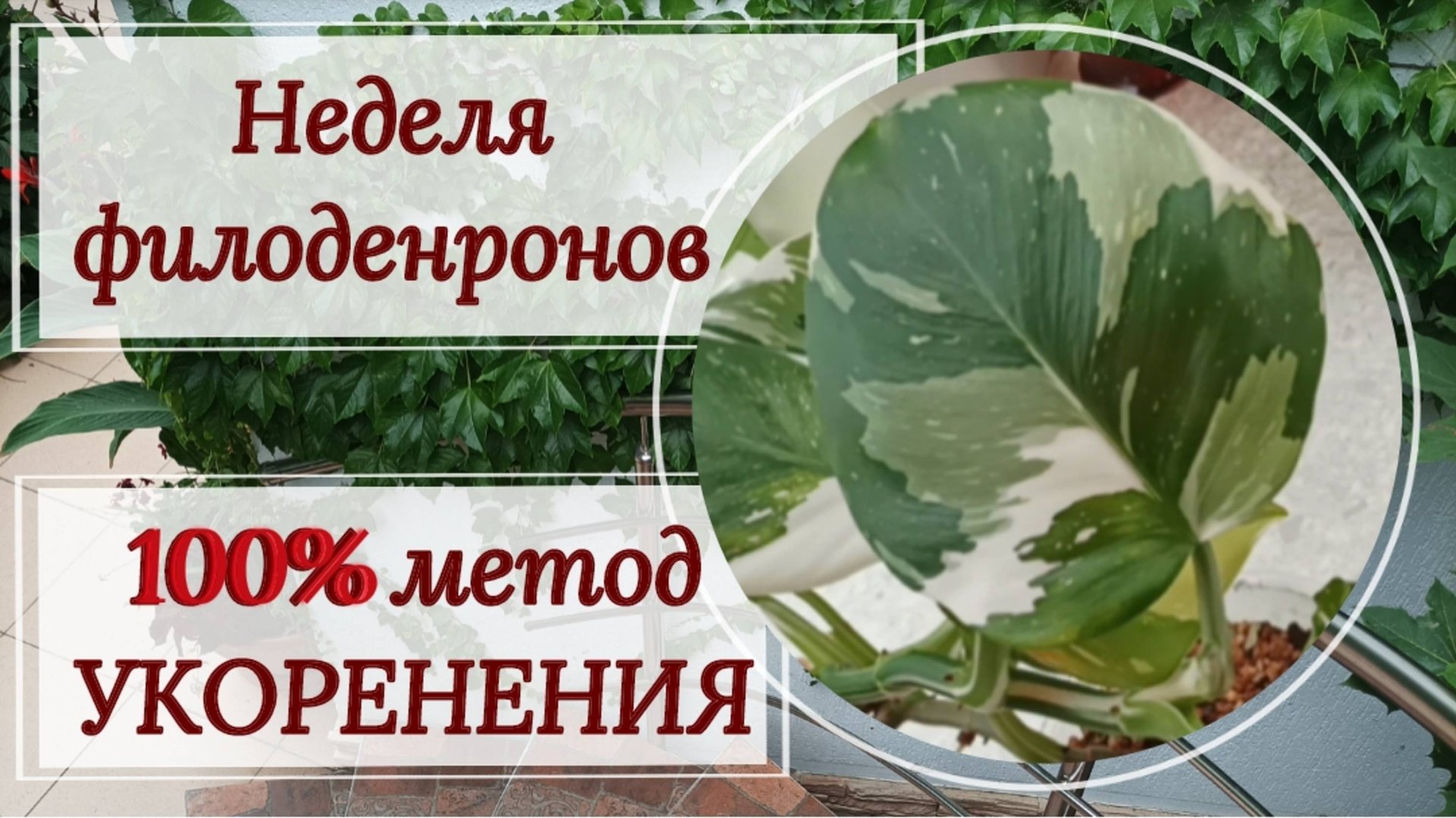 Неделя филодендронов. 💯% метод укоренения.