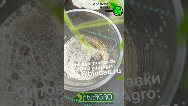 Быстрая рассада без семян. ВЫРАЩИВАНИЕ ТОМАТА БЕЗ СЕМЯН. Семена можно не покупать! Томат без семян.